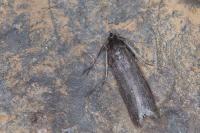 Episcythrastis tetricella