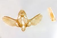 Episcythrastis tetricella