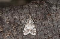 Eudonia lacustrata