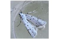 Myelois circumvoluta