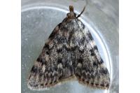 Aglossa pinguinalis