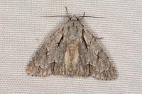 Acronicta psi/tridens