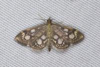 Anania coronata
