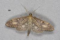 Anania lancealis