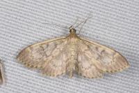 Anania lancealis