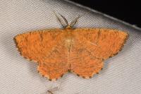 Angerona prunaria