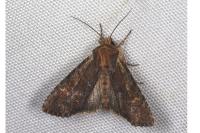 Apamea crenata