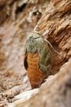Noctua fimbriata