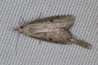 Aphomia sociella