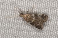 Assara terebrella