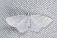 Asthena albulata
