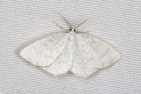 Cabera exanthemata