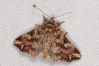 Callopistria juventina