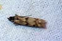 Homoeosoma sinuella