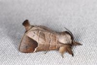 Clostera curtula
