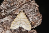 Paracorsia repandalis