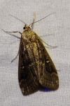 Parapoynx stratiotata