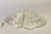 Lomographa temerata