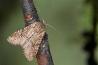 Apamea sordens
