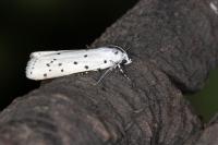 Myelois circumvoluta