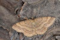 Scopula rubiginata