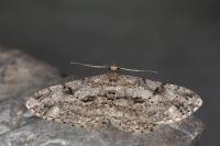 Peribatodes rhomboidaria rhomboidaria