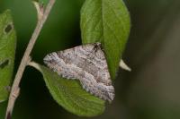 Scotopteryx vicinaria