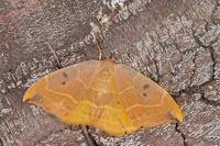 Watsonalla binaria