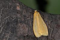 Wittia sororcula