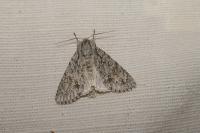 Acronicta aceris