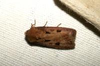 Agrotis exclamationis exclamationis