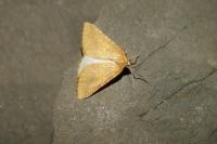 Aspitates ochrearia