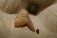 Charanyca trigrammica