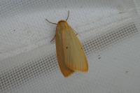 Cybosia mesomella