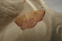 Cyclophora puppillaria
