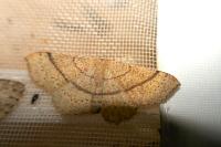 Cyclophora suppunctaria