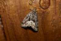 Deltote pygarga