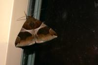 Dysgonia algira