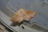 Gerinia honoraria