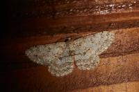 Hypomecis punctinalis