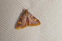 Hypsopygia costalis