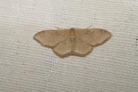 Idaea degeneraria