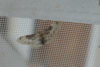 Idaea filicata