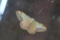 Idaea ostrinaria