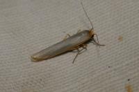 Eilema caniola