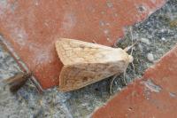 Mythimna vitellina