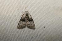 Meganola togatulalis