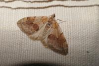 Pennithera firmata tavoilloti