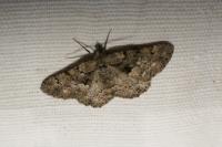 Peribatodes ilicaria ilicaria