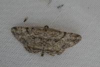 Peribatodes rhomboidaria rhomboidaria